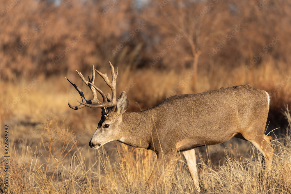 Buck Mule Deer in Fall in Colorado Buck Mule Deer in Fall in Colorado