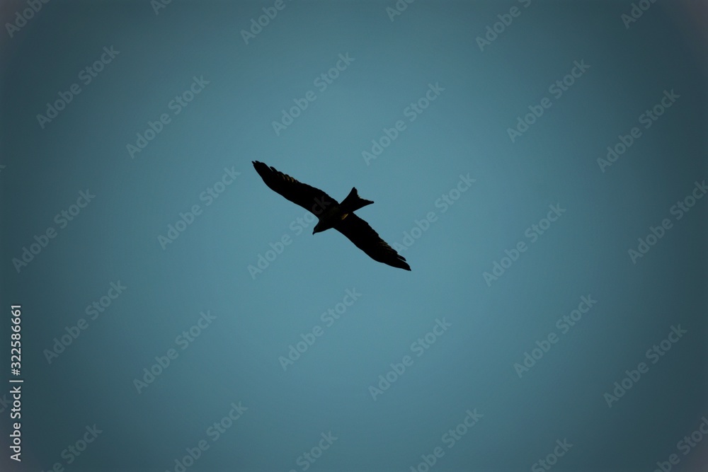 airplane flying in the sky airplane flying in the sky