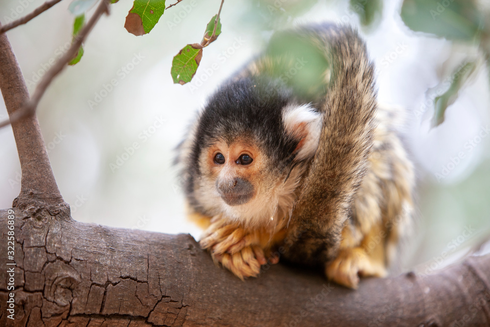 Obraz premium Close up portrait of Squirrel monkey, Saimiri oerstedii, sitting on the tree trunk