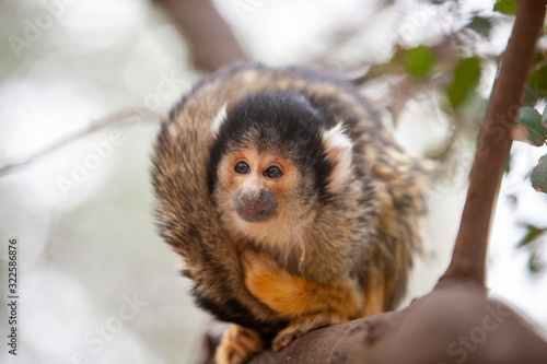 Close up portrait of Squirrel monkey, Saimiri oerstedii, sitting on the tree trunk