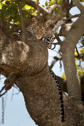  leopard on tree  leopard portrait in the wilderness of Africa