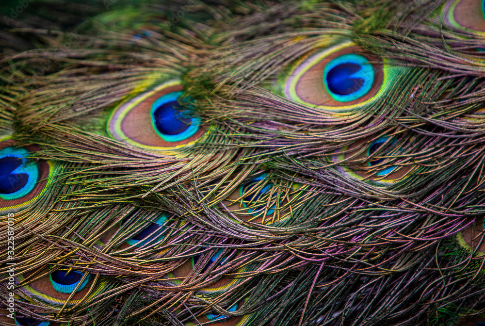 Fototapeta premium Pattern of multi colored bright feathers of a peacock tail, background