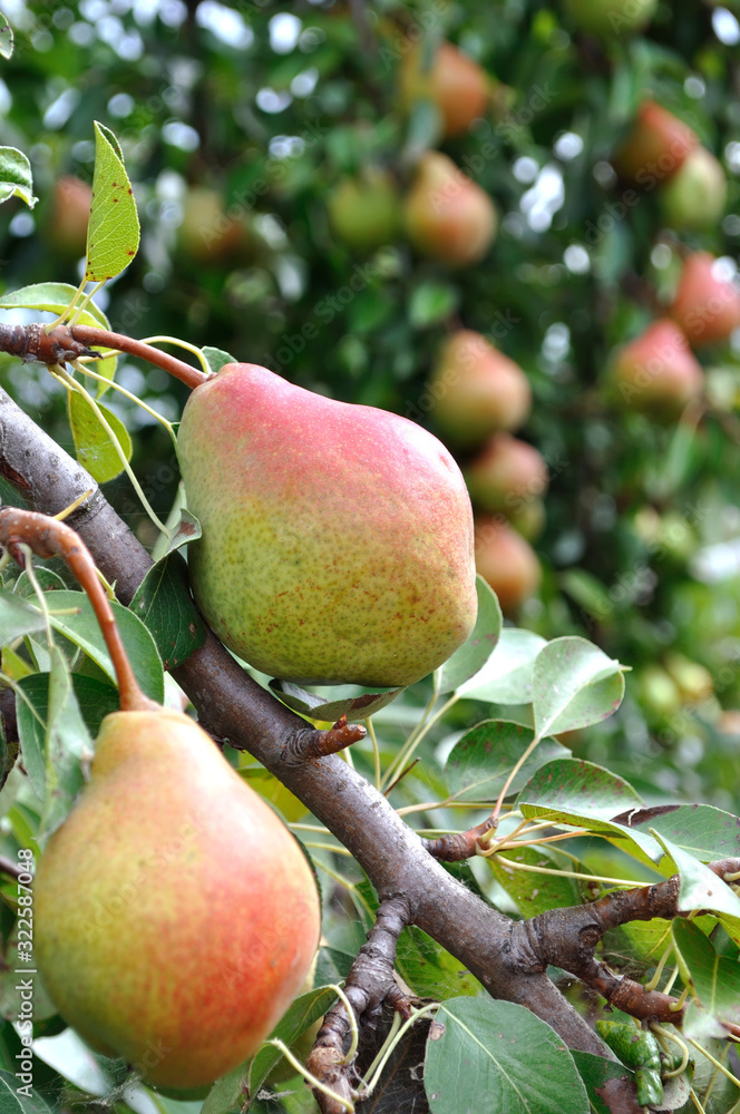 closeup of growing pears on a tree in the orchard closeup of growing pears on a tree in the orchard
