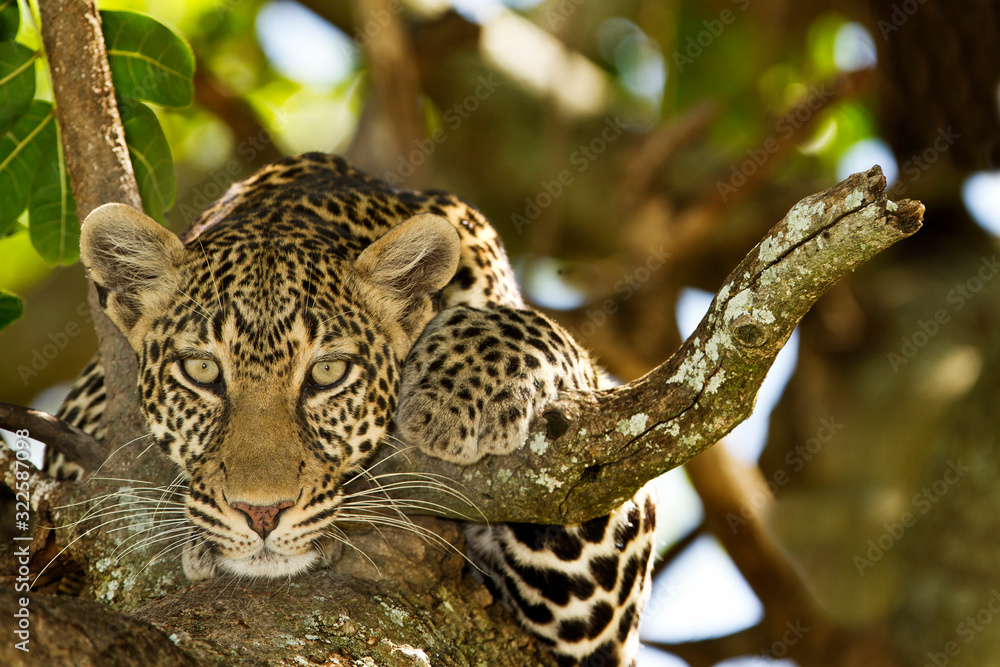  leopard on tree, leopard portrait in the wilderness of Africa - obrazy, fototapety, plakaty 