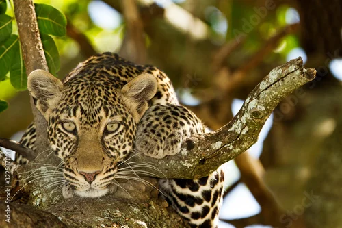 Obraz leopard on tree, leopard portrait in the wilderness of Africa