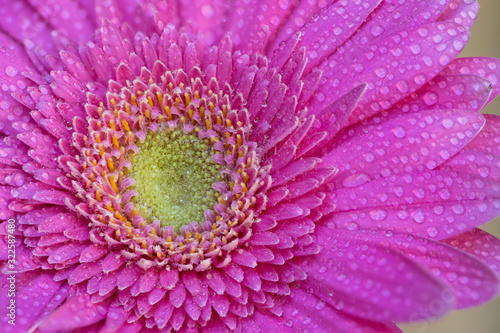 macro of Pink gerbera daisy with dew drops