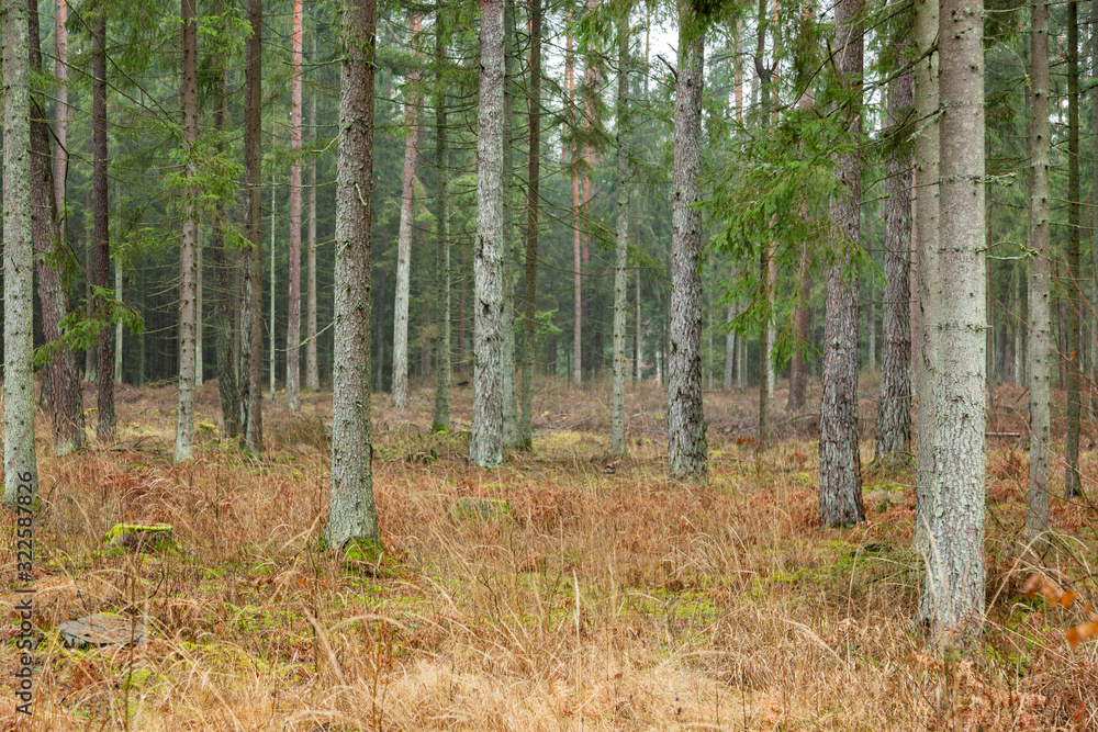 Obraz premium Forrest - Forest Knyszyn (Poland) - Taiga forest