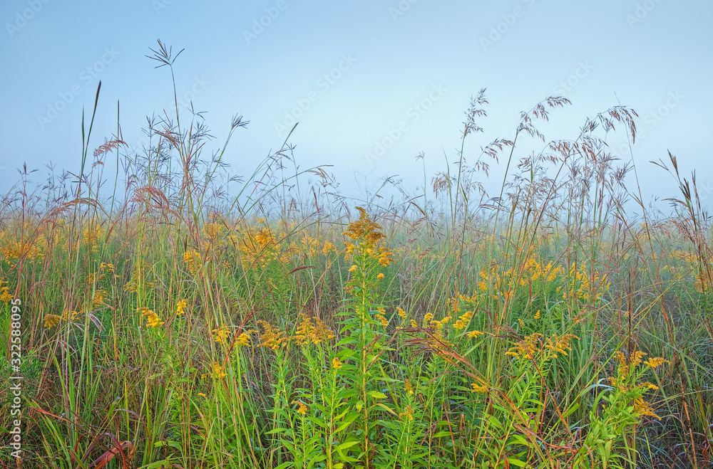 Landscape at dawn of tall grass prairie with goldenrod, Michigan, USA