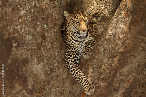  leopard on tree  leopard portrait in the wilderness of Africa