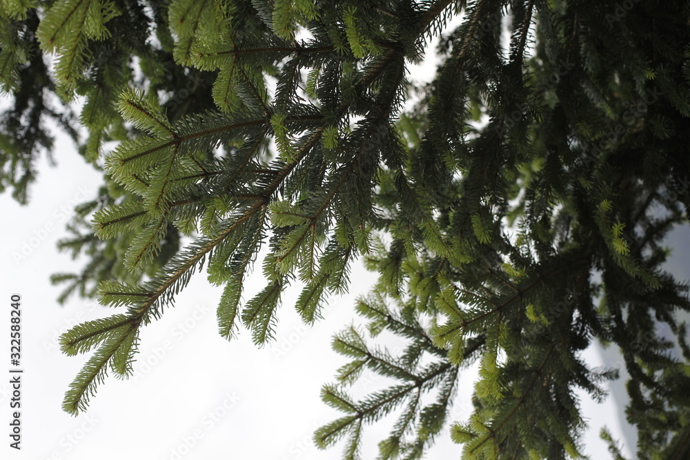 Vegetation in an urban park Vegetation in an urban park