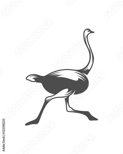 Ostrich logo vector  Animal graphic  Ostrich design Template illustration