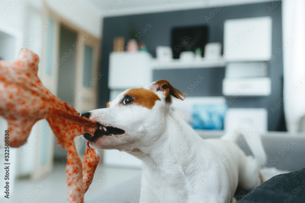 Little dog pulling toy. Jack russell terrier