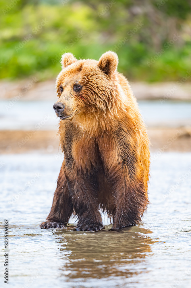 Obraz premium Ruling the landscape, brown bears of Kamchatka (Ursus arctos beringianus)