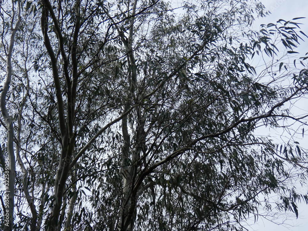 Fototapeta premium Albero