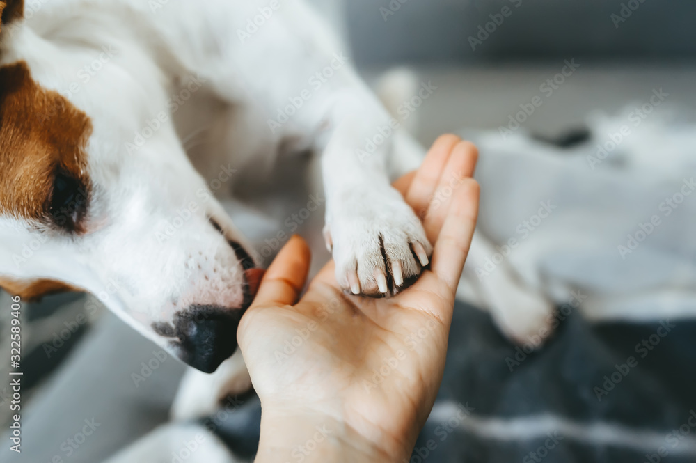 Friendly jack russell terrier showing affection to the owner.