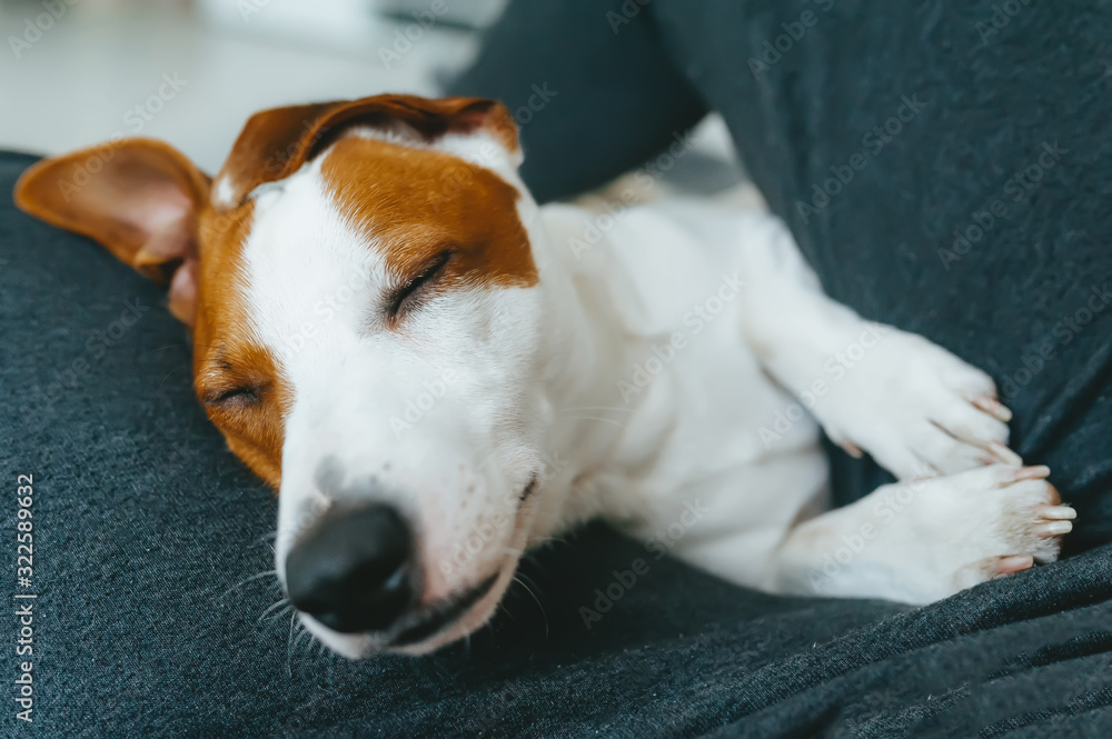 Obraz premium Sleep dog jack russell terrier in the arms of his owner