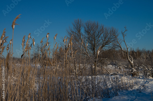 Winter  morning  dawn  trees  branch  snow  sunny  light  close-up  blue sky  forest.