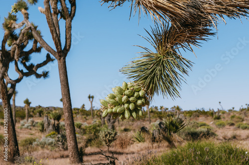 The landscape of national park Joshua Tree, USA. Joshua Tree or Yucca Brevifolia on the photo.