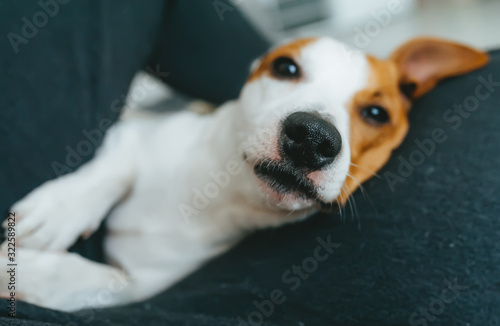 Dog jack russell terrier in the arms of his owner. Selective focus in nase photo