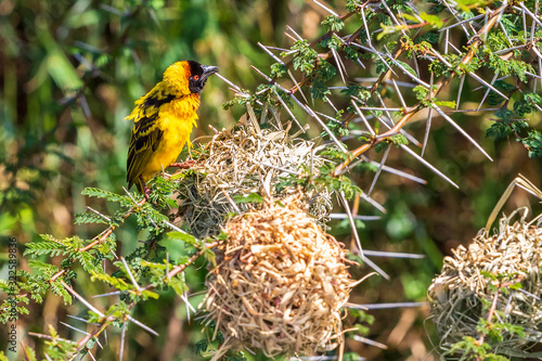 Yellow Village weaver at a woven nests photo