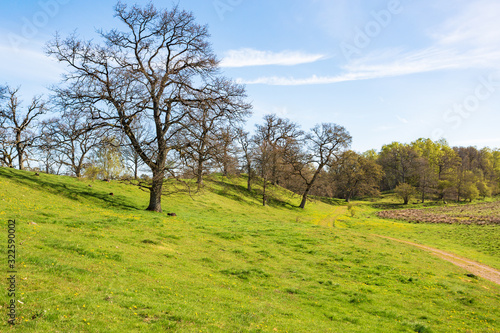 Oak trees on a ridge in the spring landscape