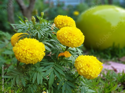 African or American Marigolds yellow Flowers,Tagetes erecta in the garden in Thailand.