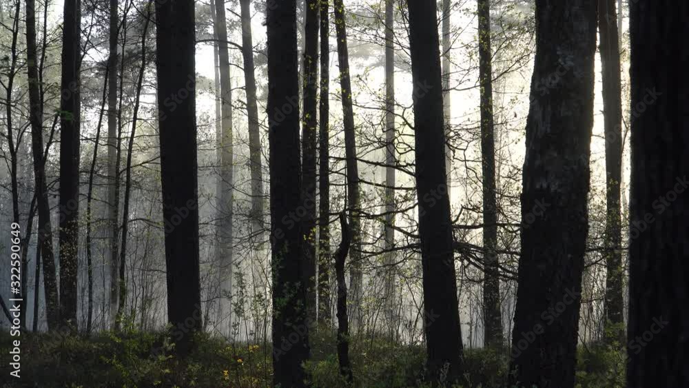Natural landscape with a smoky haze in the forest of the mixed trees after a fire. Sunny day scene of the dry season of spring to the summer. Natural landscape with a smoky haze in the forest of the mixed trees after a fire. Sunny day scene of the dry season of spring to the summer.