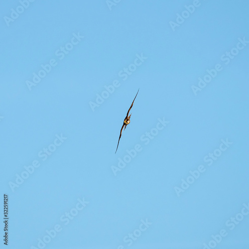 The Eurasian hobby (Falco subbuteo), or just simply hobby, is a small, slim falcon. The Eurasian hobby (Falco subbuteo) in flight on blue sky background. 