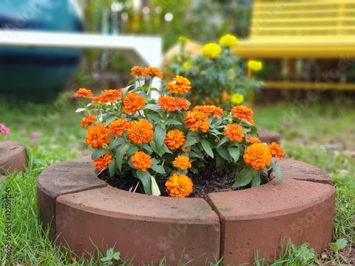 Orange zinnia flowers bloom in the garden,orange Zinnia Elegans,Orange Zinnia violacea Cav.