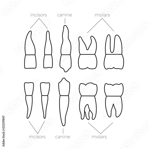 Vector isolated illustration of tooth 