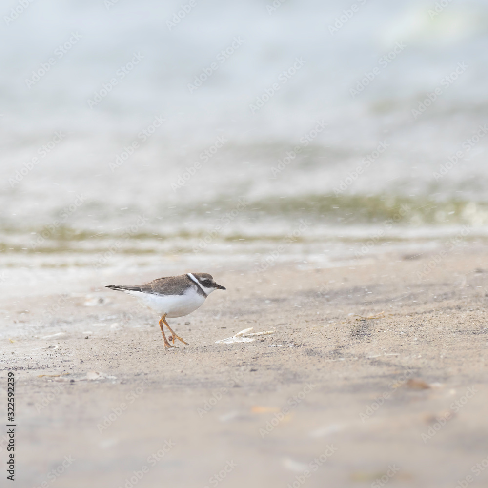 The common ringed plover or ringed plover (Charadrius hiaticula) is a small plover that breeds in Arctic Eurasia. The common ringed plover or ringed plover (Charadrius hiaticula) is a small plover that breeds in Arctic Eurasia.