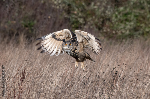 Eurasian Eagle Owl (Bubo bubo) flying over a meadow in Gloucestershire, UK 