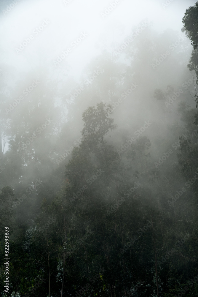 fog in the forest wallpaper fog in the forest wallpaper