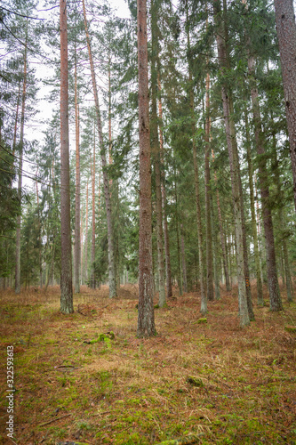 Forrest - Forest Knyszyn (Poland) - Taiga forest