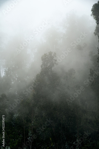 fog in the forest wallpaper