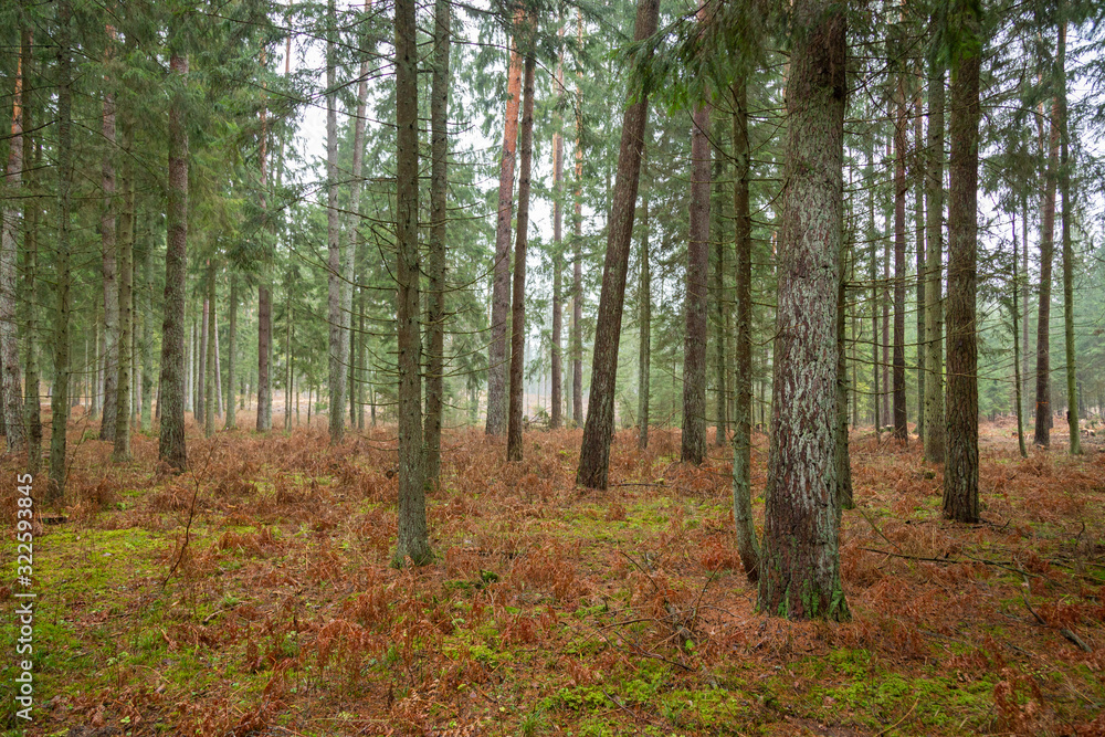 Forrest - Forest Knyszyn (Poland) - Taiga forest Forrest - Forest Knyszyn (Poland) - Taiga forest