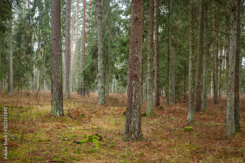 Forrest - Forest Knyszyn  Poland  - Taiga forest