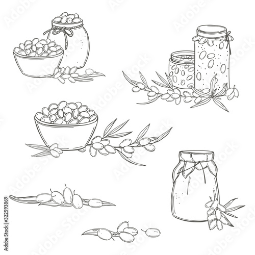 Hand drawn sea buckthorn set. Vector sketch  illustration.