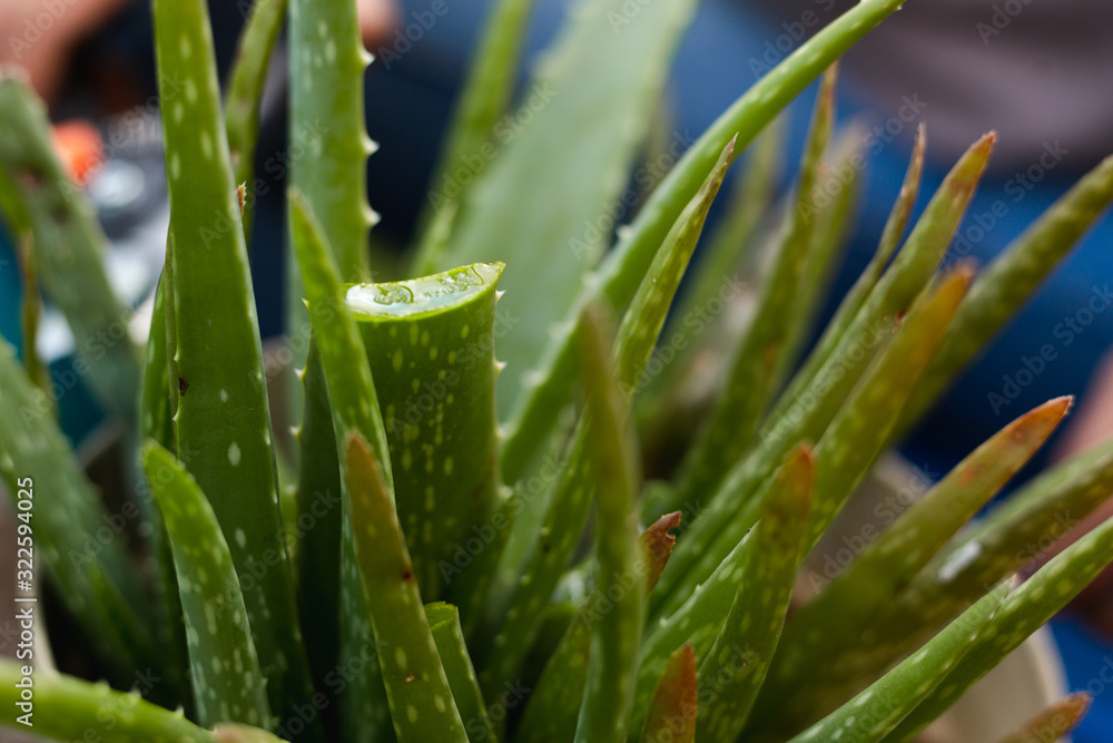 Obraz premium Close-up of freshly cut aloe vera leaves - natural nectar extracted from the leaf of the aloe vera plant - care of aloe vera plant at home.