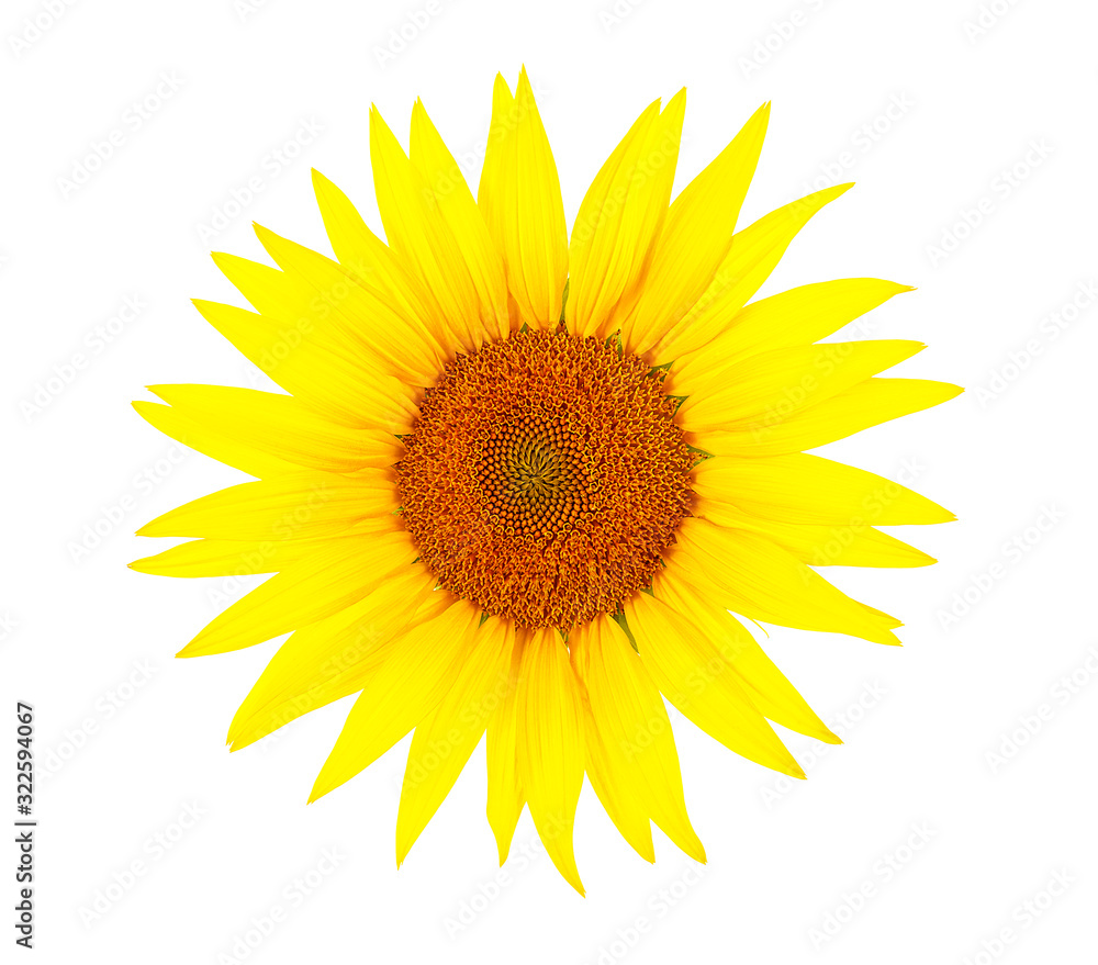 Fototapeta premium Flower of sunflower isolated on a white background, top view.