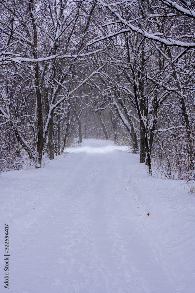 Snowy trail into the woods in Minnesota Snowy trail into the woods in Minnesota