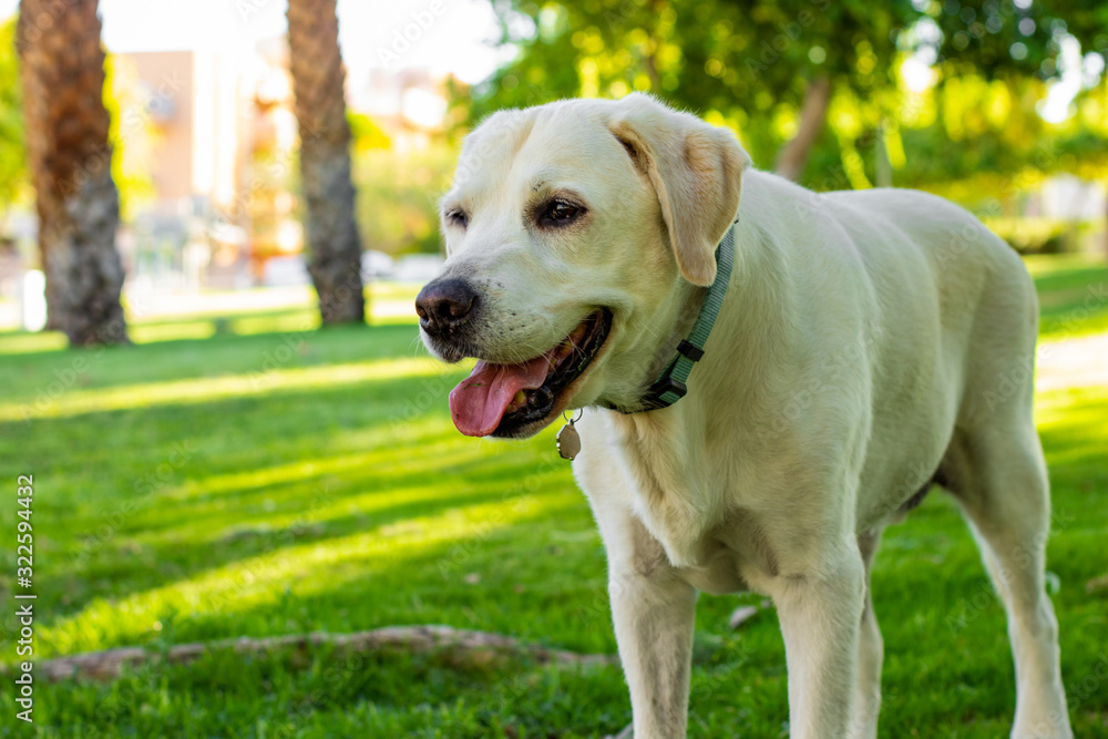friendly Labrador dog portrait in park outdoor sunny outside nature environment space
