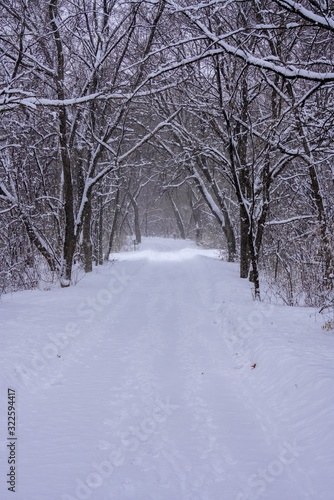 Snowy trail into the woods in Minnesota