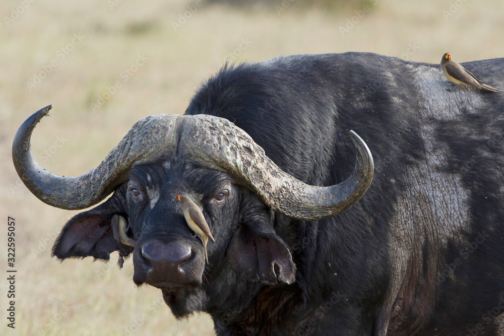 Naklejka premium African buffalo, Cape buffalo in the wilderness of Africa