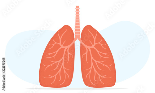 Lungs vector style illustration, human trachea