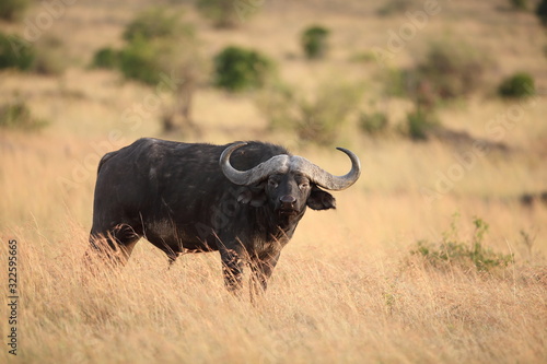 African buffalo, Cape buffalo in the wilderness of Africa