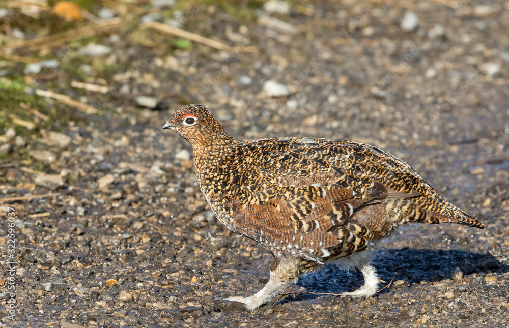 Red Grouse (Scientific name: Lagopus Lagopus) Young male red grouse, crossing road in natural moorland habitat in early Spring. Blurred background. Horizontal. Copyspace Red Grouse (Scientific name: Lagopus Lagopus) Young male red grouse, crossing road in natural moorland habitat in early Spring. Blurred background. Horizontal. Copyspace