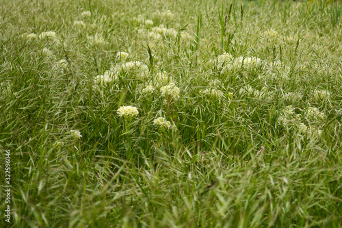 meadow with green flowering grass