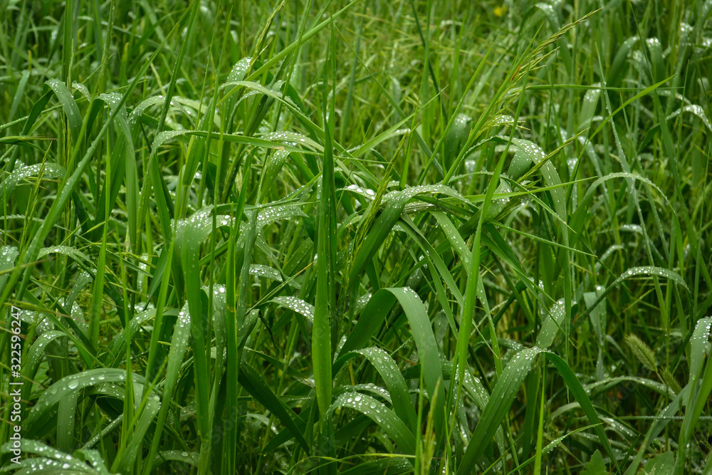 green grass with drops of water after rain green grass with drops of water after rain