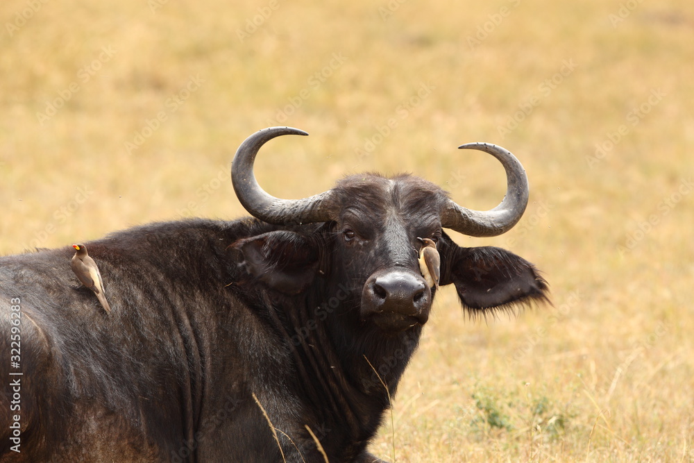 African buffalo, Cape buffalo in the wilderness of Africa African buffalo, Cape buffalo in the wilderness of Africa